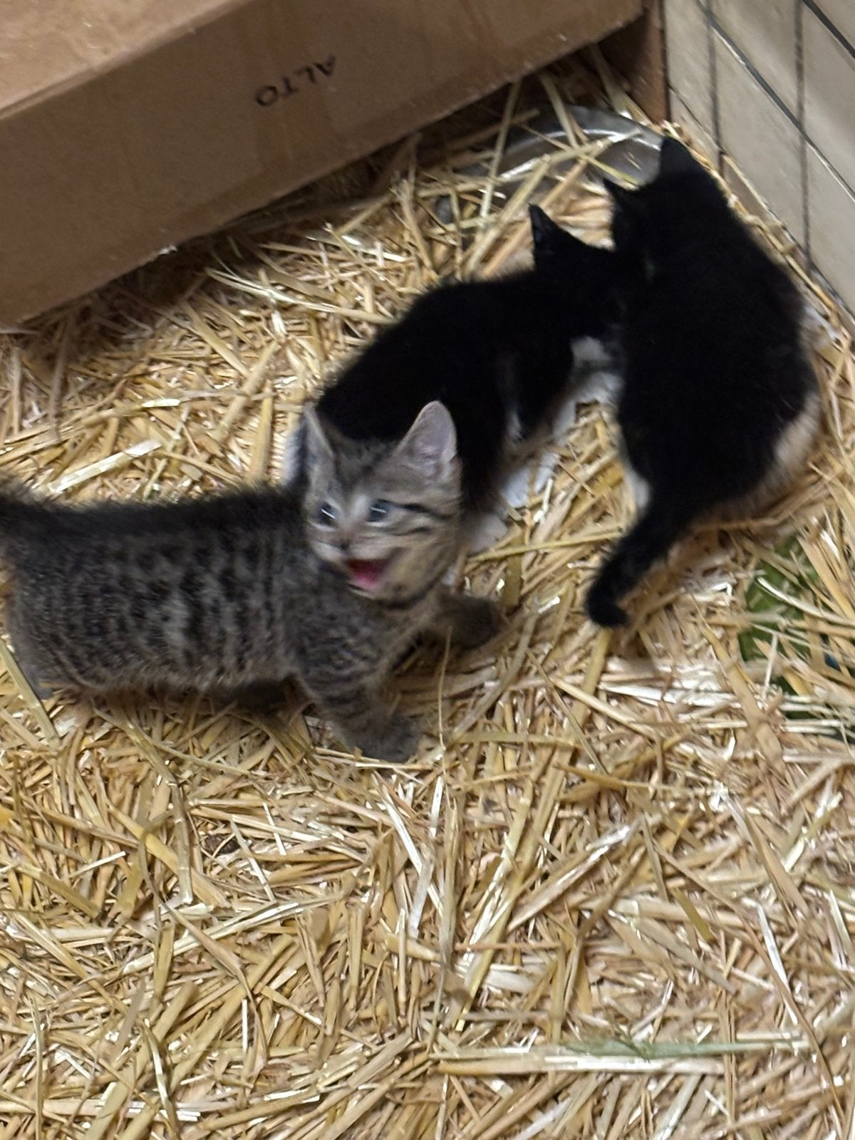 Boederij katten, Dieren en Toebehoren, Katten en Kittens | Overige Katten, Meerdere dieren