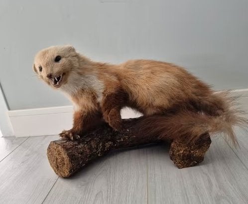 Opgezette Boommarter op Houten Sokkel, Verzamelen, Ophalen of Verzenden, Gebruikt, Wild dier, Opgezet dier