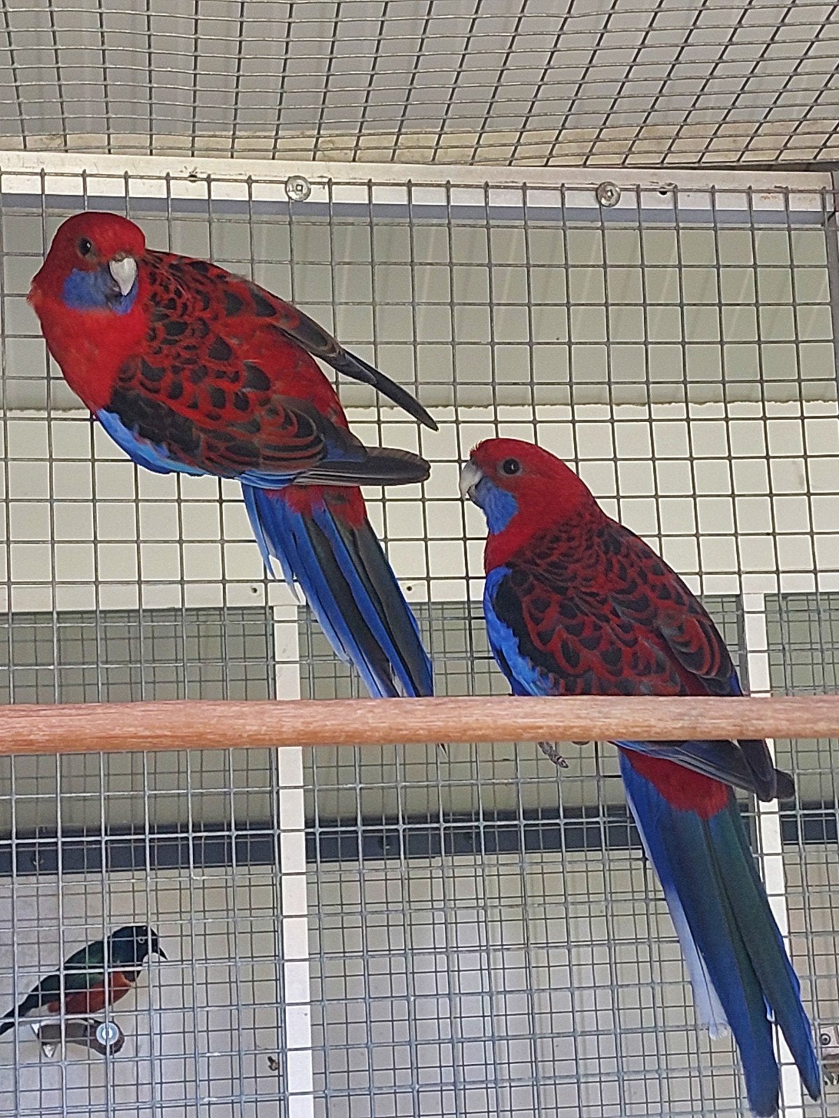 Forse Pennant rosellas, Dieren en Toebehoren, Vogels | Parkieten en Papegaaien, Meerdere dieren, Parkiet