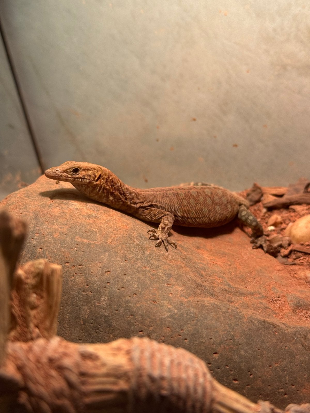 0.0.1 Varanus Pilbarensis cb2025 Monitor Lizard photo 2