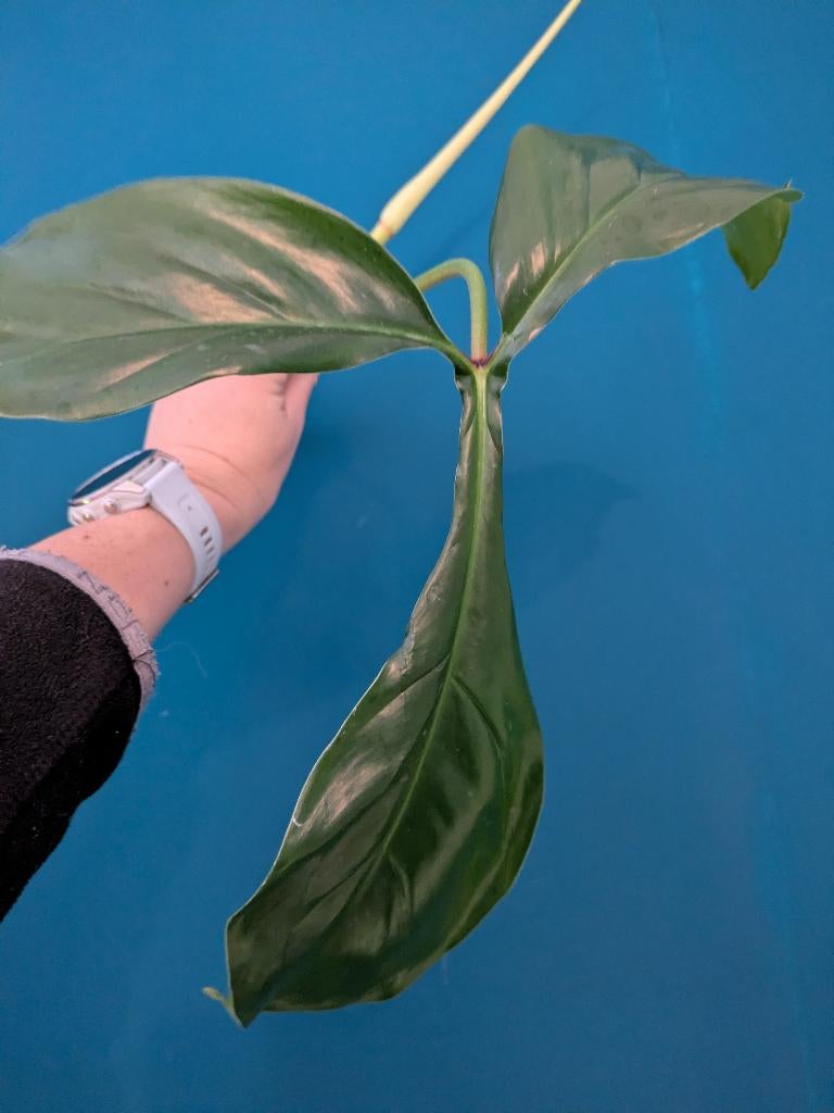 Philodendron 69686 stek - Zeldzaam!, Huis en Inrichting, Kamerplanten, Ophalen of Verzenden, Halfschaduw, Minder dan 100 cm