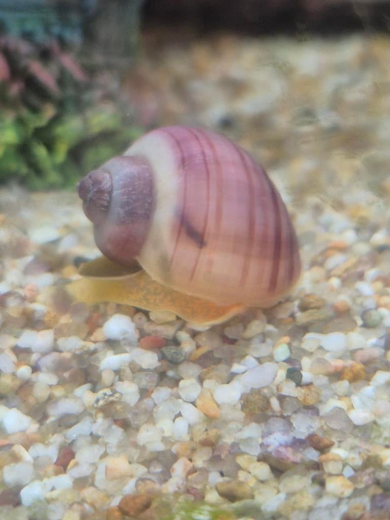 Te koop appel slak in meer kleuren, Slak of Weekdier