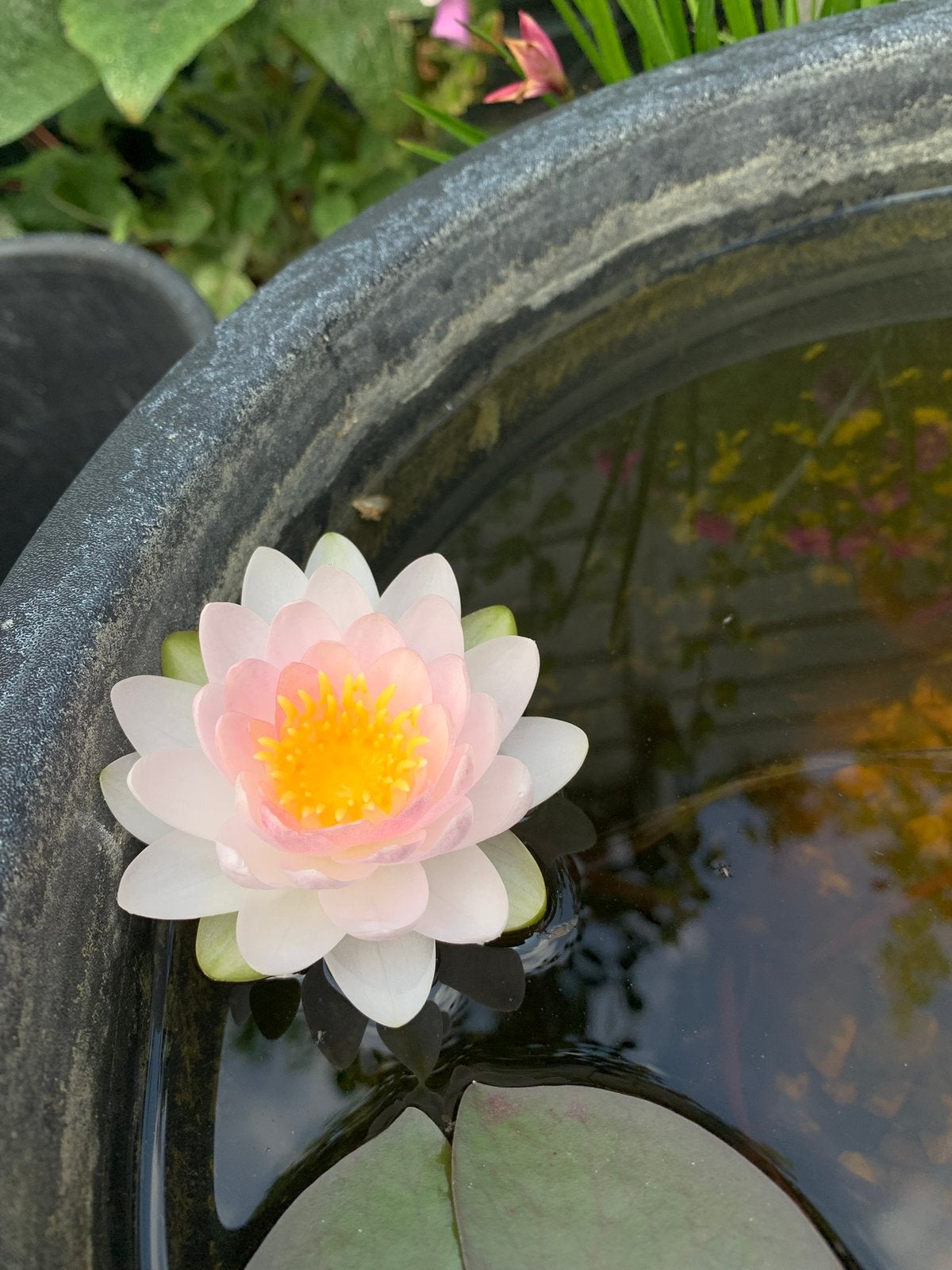 Roze waterlelie , opgepot in mandje, Ophalen, Zo goed als nieuw