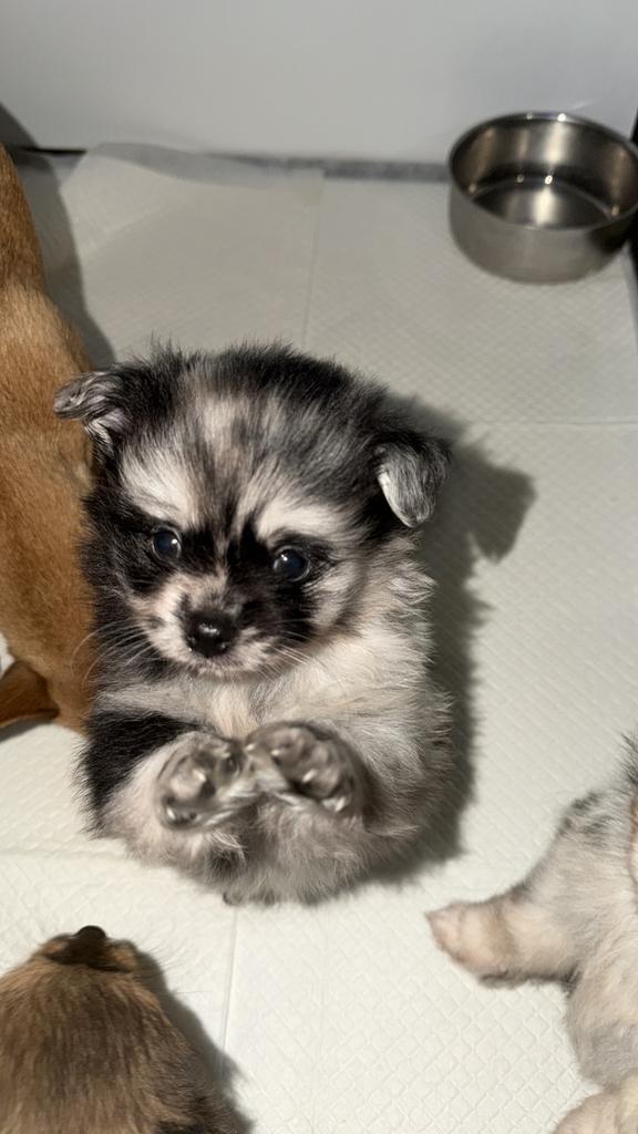 Pomchi 1reutje mag verhuizen 💙, Parvo, 8 tot 15 weken, Meerdere, Meerdere dieren