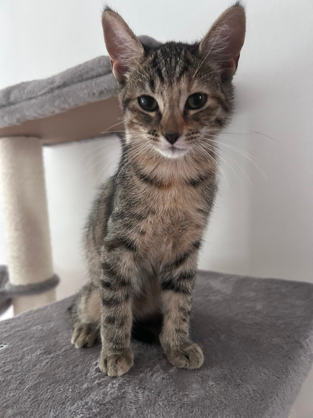 kitten, Poes, Gechipt, 0 tot 2 jaar