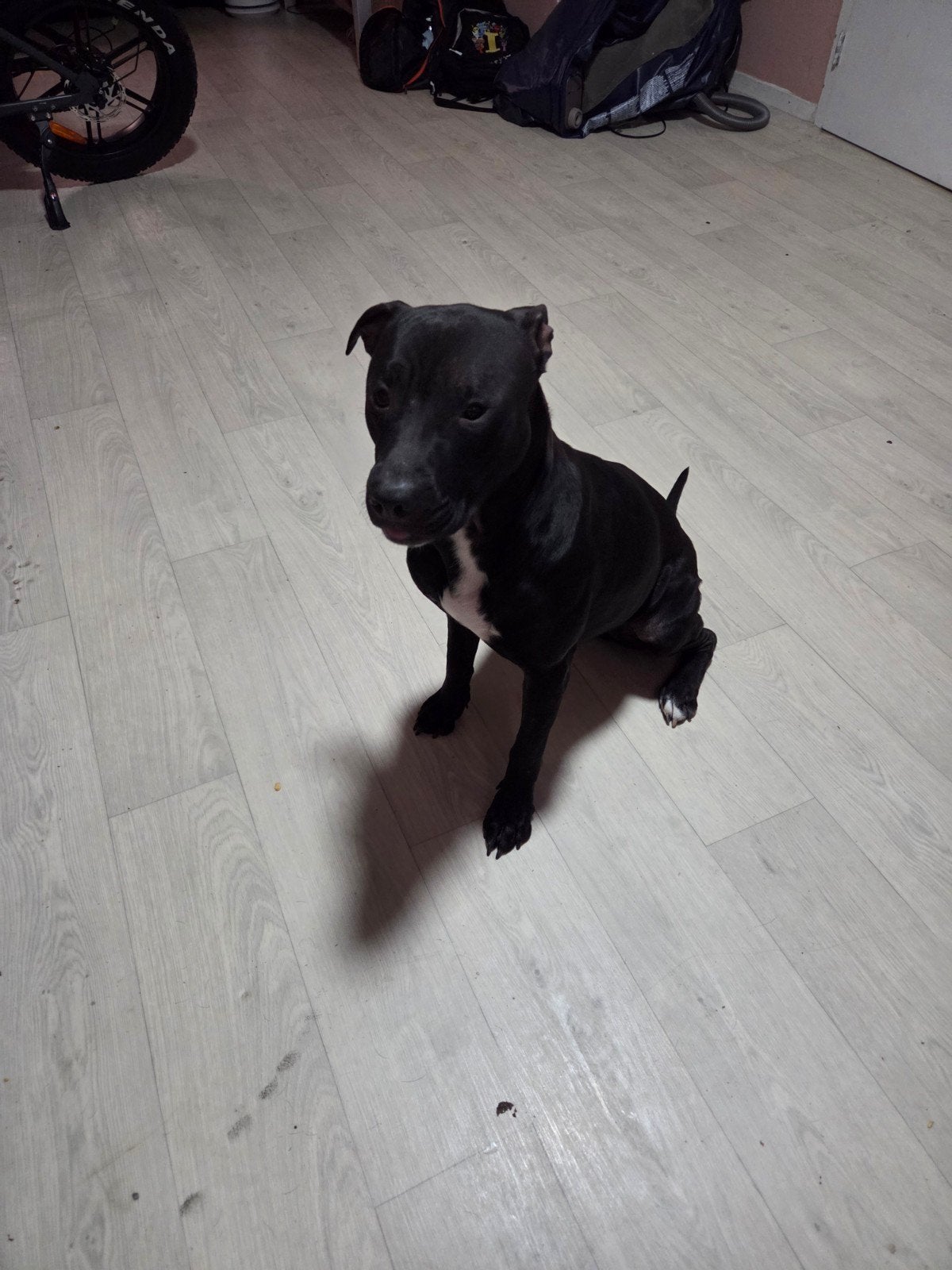 Lieve Daisy zoekt een nieuw liefdevol thuis ️, Dieren en Toebehoren, 15 weken tot 1 jaar, Overige rassen, Teef, Parvo