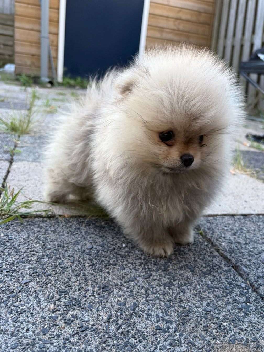 Mini beare face pomerian, Particulier, 15 weken tot 1 jaar, Buitenland, Parvo