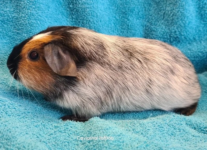 Nog meer babycavia's verwacht, Augustus, Meerdere dieren, Cavia