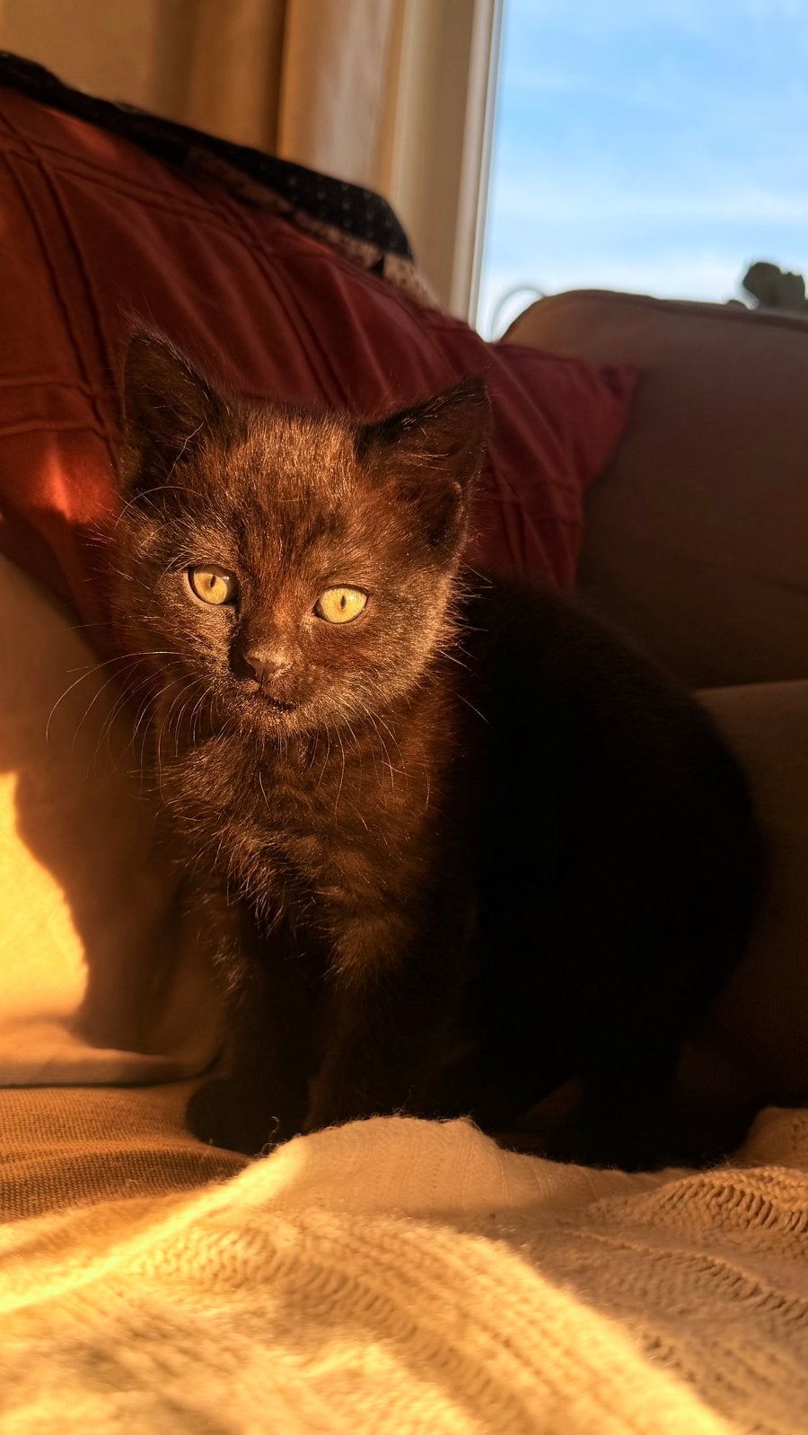 Prachtige bruin-zwarte kittens, moeder Britse Korthaar, Dieren en Toebehoren, Meerdere dieren, 0 tot 2 jaar