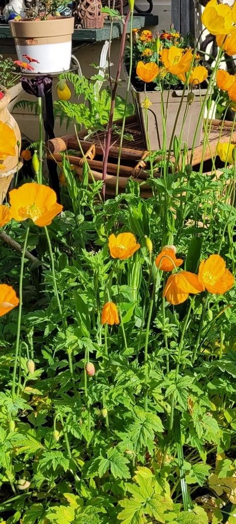 Schijnpapaver, Ophalen, Overige soorten, Volle zon