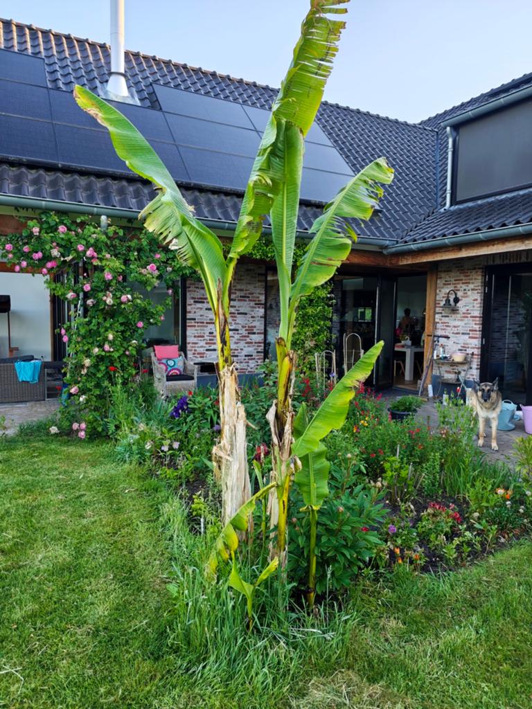 Musa Basjoo Bananenboom Stekken - Winterhard & Tropisch, Ophalen, Vaste plant, Overige soorten, Volle zon