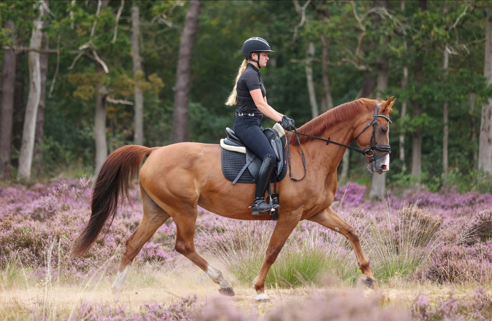 Allround gelderse ster merrie, Dieren en Toebehoren, Paarden, Merrie, Met stamboom, L, 7 tot 10 jaar