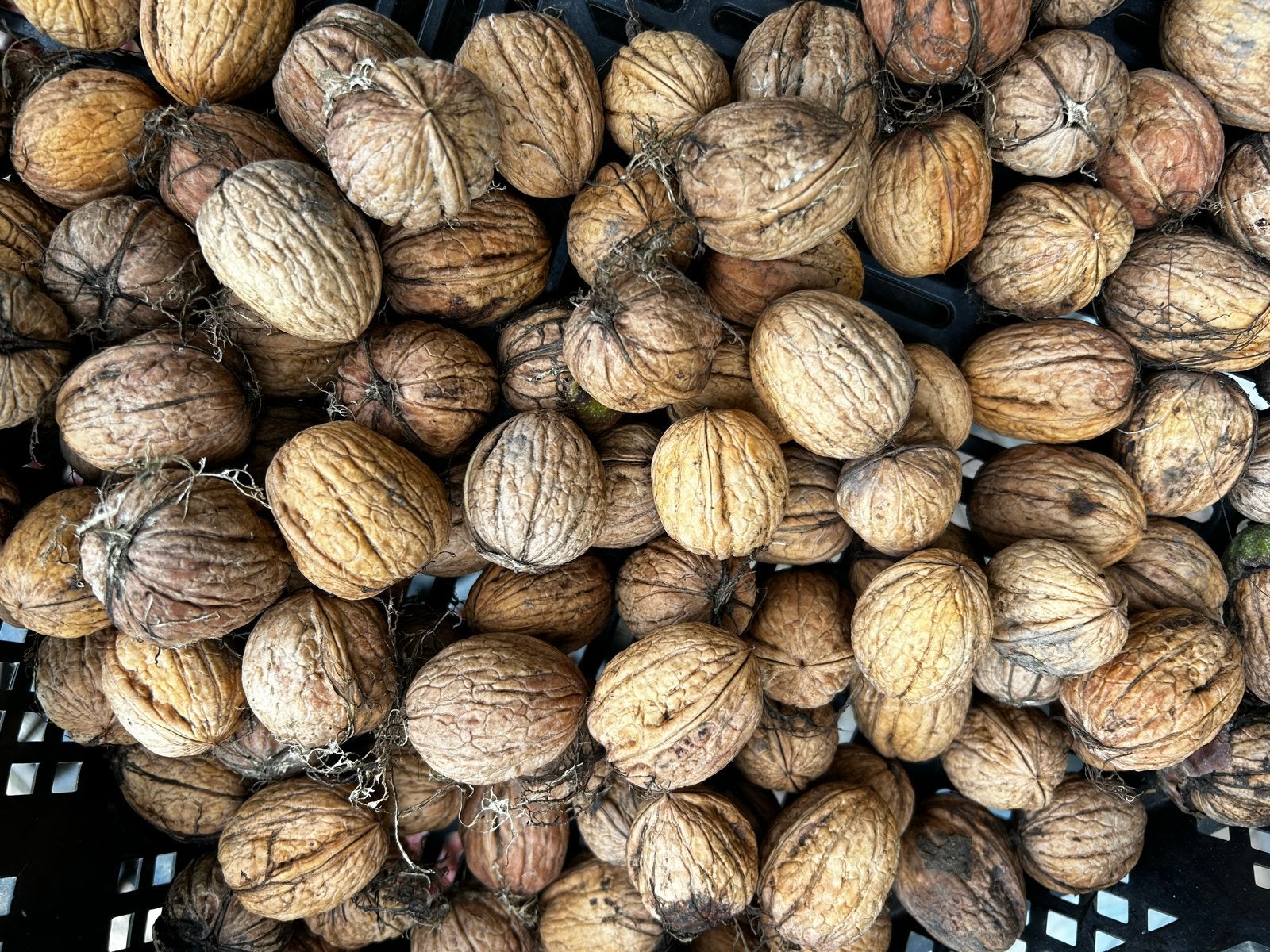 Verse Walnoten Oogst 2026 - Per Kilo, Ophalen of Verzenden