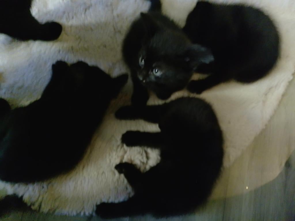 Kittens, Meerdere dieren, Ontwormd, 0 tot 2 jaar