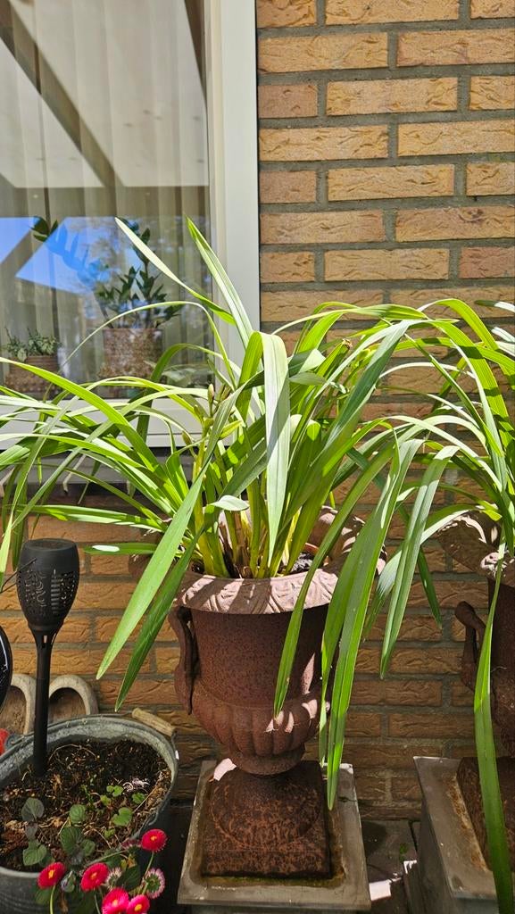 Prachtige Cymbidium Orchidee, Vaste plant, Halfschaduw, Winter, Ophalen