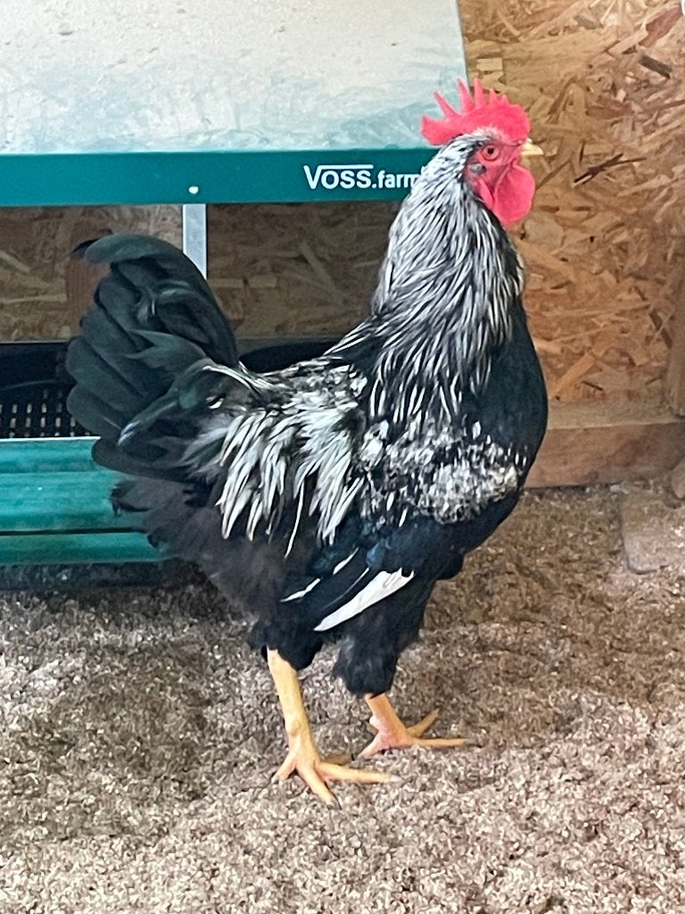 Haan Hanen barnevelder dubbel gezoomd zilver groot ras, Mannelijk, Kip