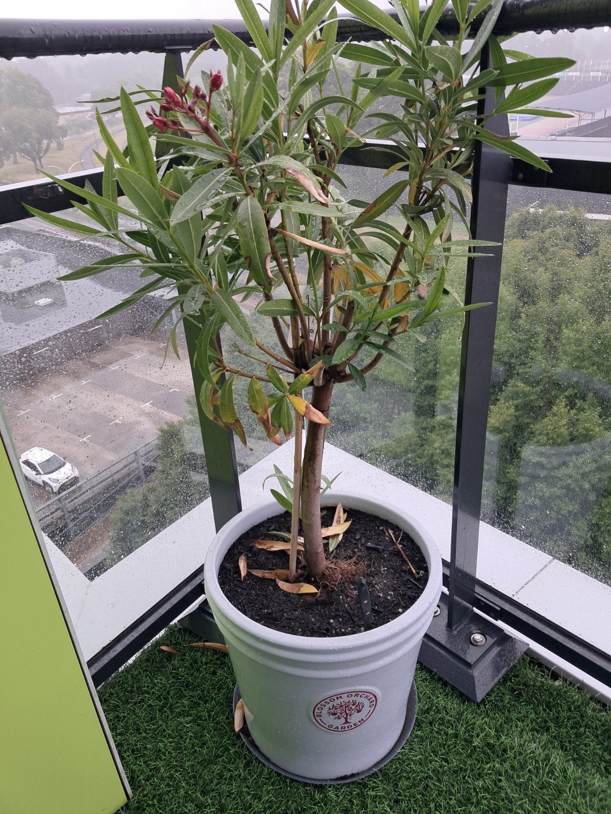2 Oleander met potten, Overige soorten, 100 tot 250 cm, Zomer, Ophalen