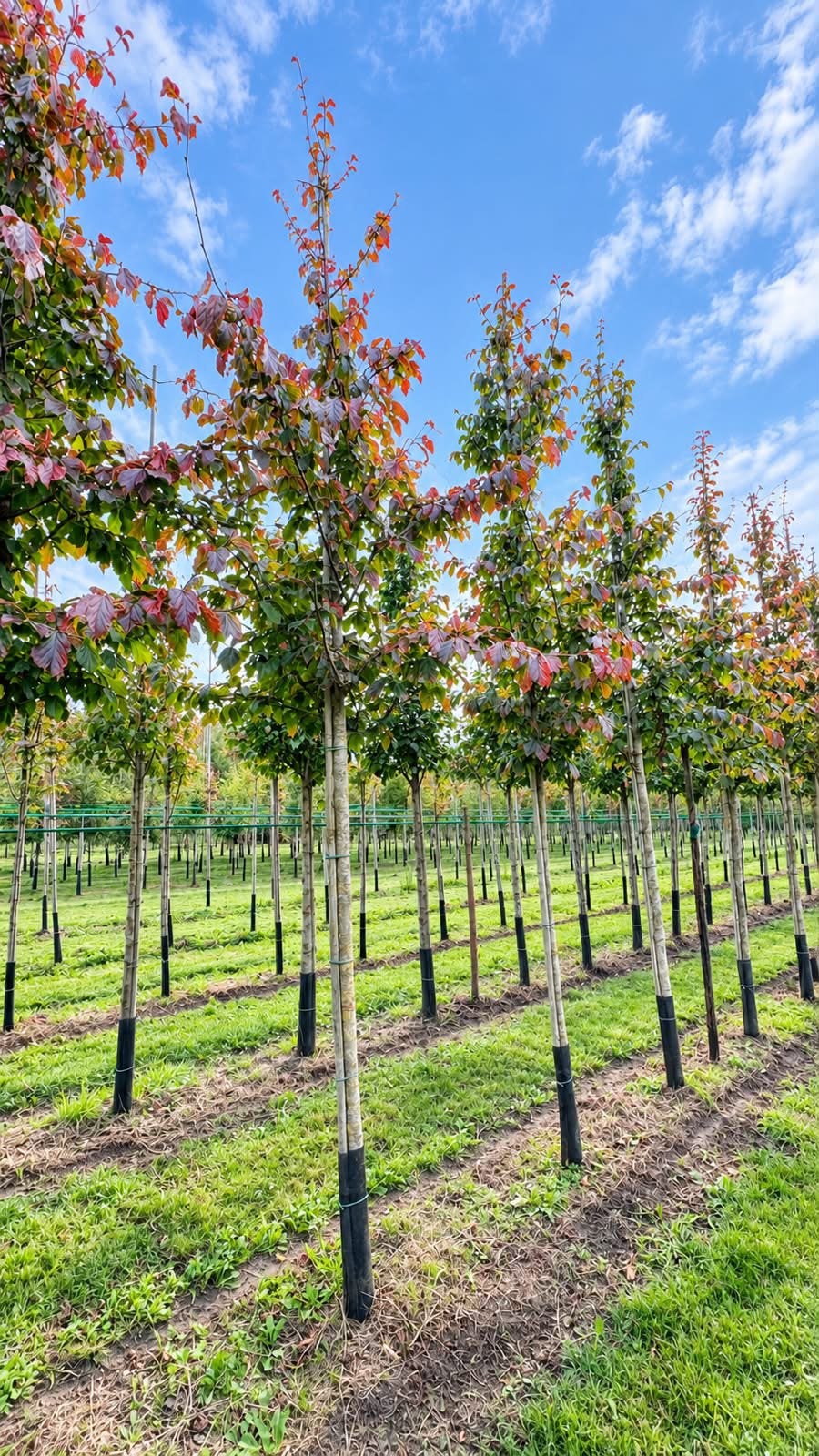 Parrotia persica bomen in verschillende maten, Tuin en Terras, Ophalen of Verzenden, Volle zon, Overige soorten