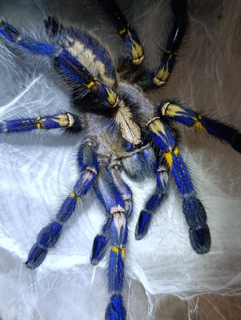 Vogelspinnen, Avicularia , Metallica , caribena ,brachypelma, Dieren en Toebehoren, Insecten en Spinnen, Spin of Schorpioen