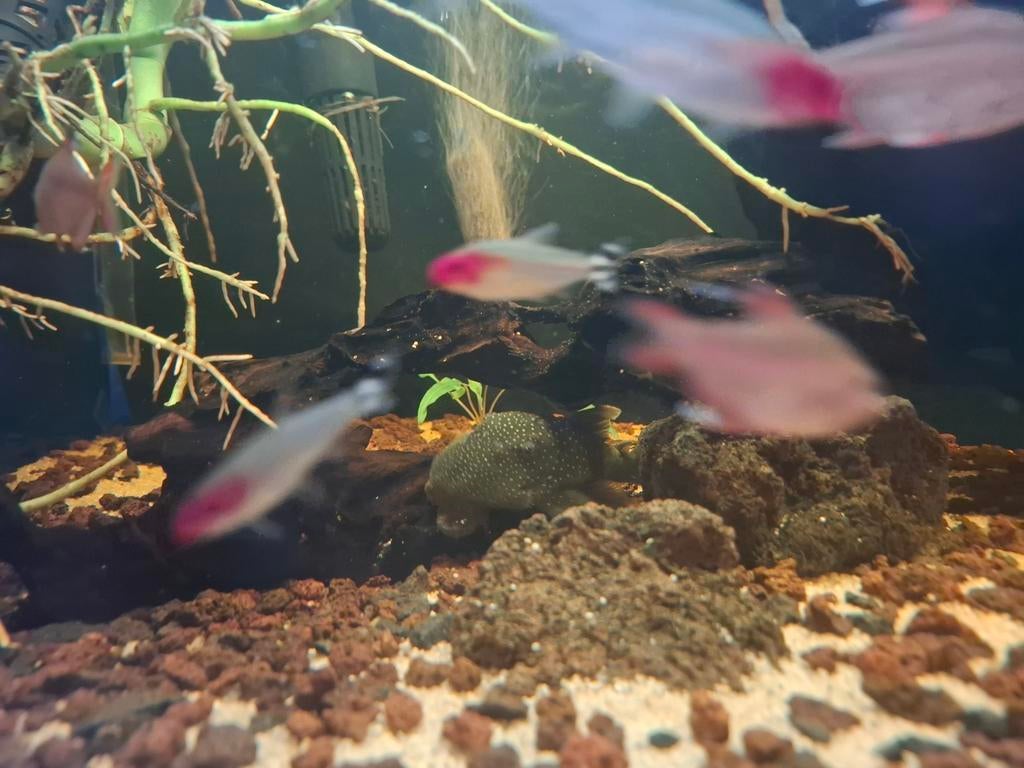 Green phantom, L200, Dieren en Toebehoren, Vissen | Aquariumvissen, Vis, Zoetwatervis
