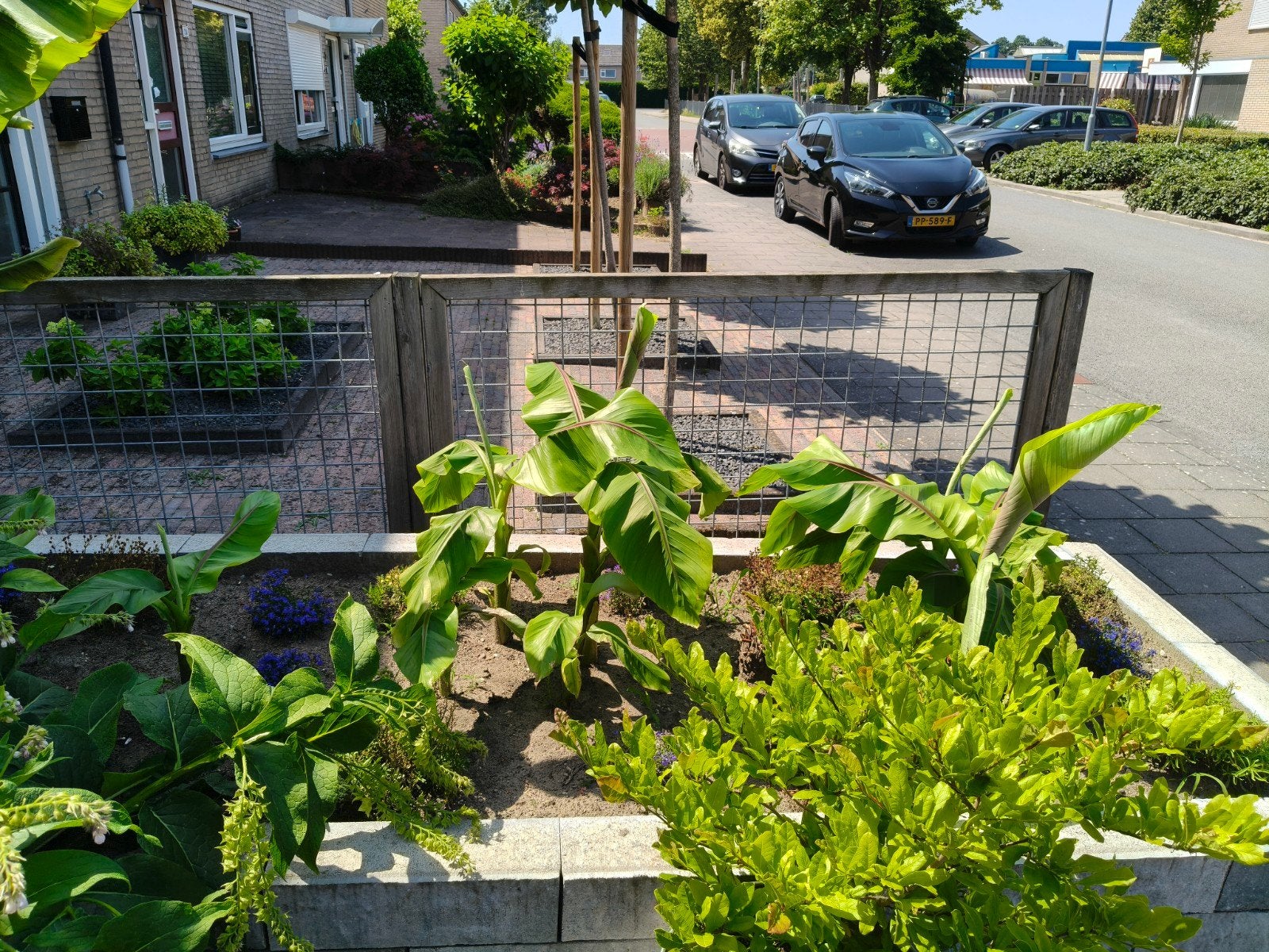 Musa basjoo - Winterharde planten, Tuin en Terras, Volle zon, Vaste plant, Bloeit niet, Ophalen