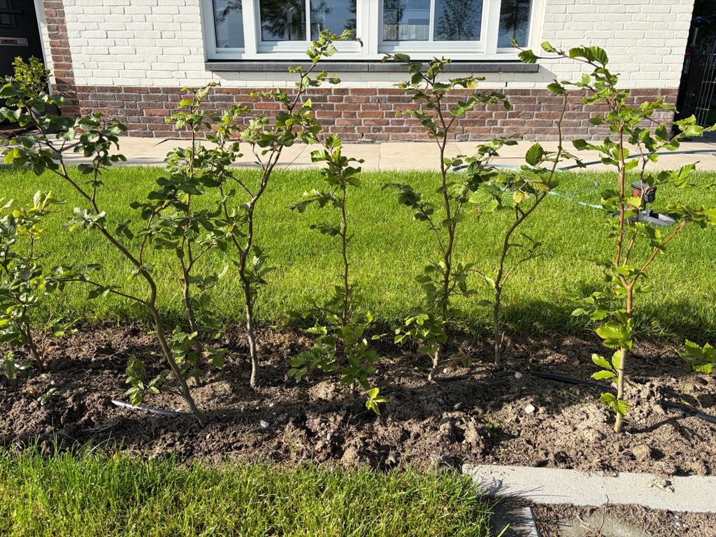 Beukenhaag - Fagus sylvatica - hoogte 75cm, Tuin en Terras, Planten | Struiken en Hagen, Ophalen, Beukenhaag, Haag, Minder dan 100 cm