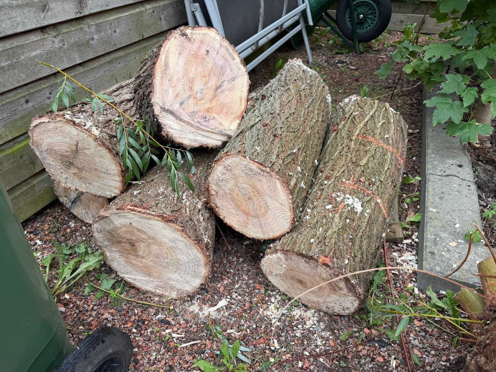 Vers gekapt wilgenhout - Stammen en takken, Tuin en Terras, Minder dan 3 m³, Ophalen, Overige houtsoorten, Stammen