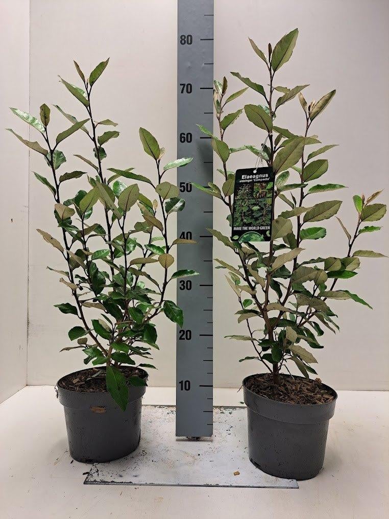elaeagnus ebbingei compacta - olijfwilg, Ophalen, Overige soorten, Haag, Minder dan 100 cm