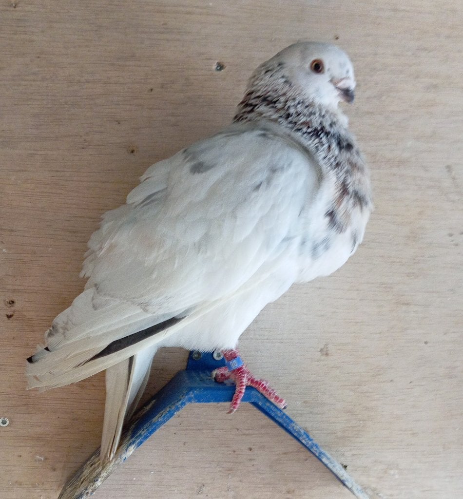 tilduif faded, Meerdere dieren, Kropper