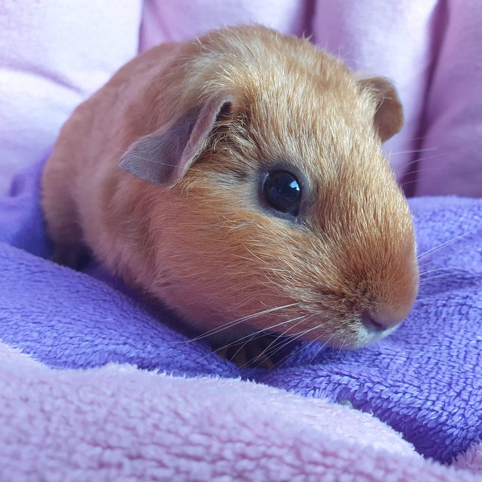 3 gladhaar skinny drager cavia zeugjes, Februari, Vrouwelijk, Cavia