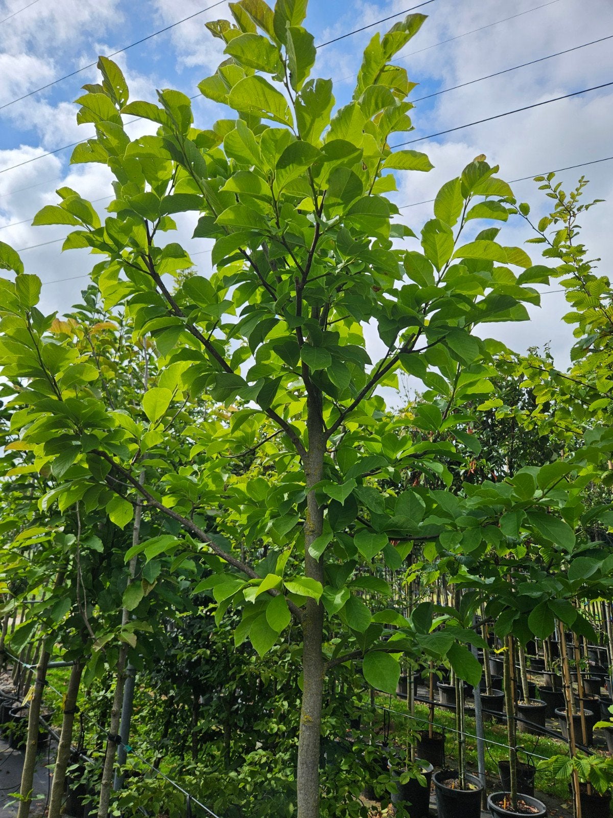 Bomenopruiming. 3 Magnolia kubus 10/12 cm, Lente, 250 tot 400 cm, Volle zon, In pot