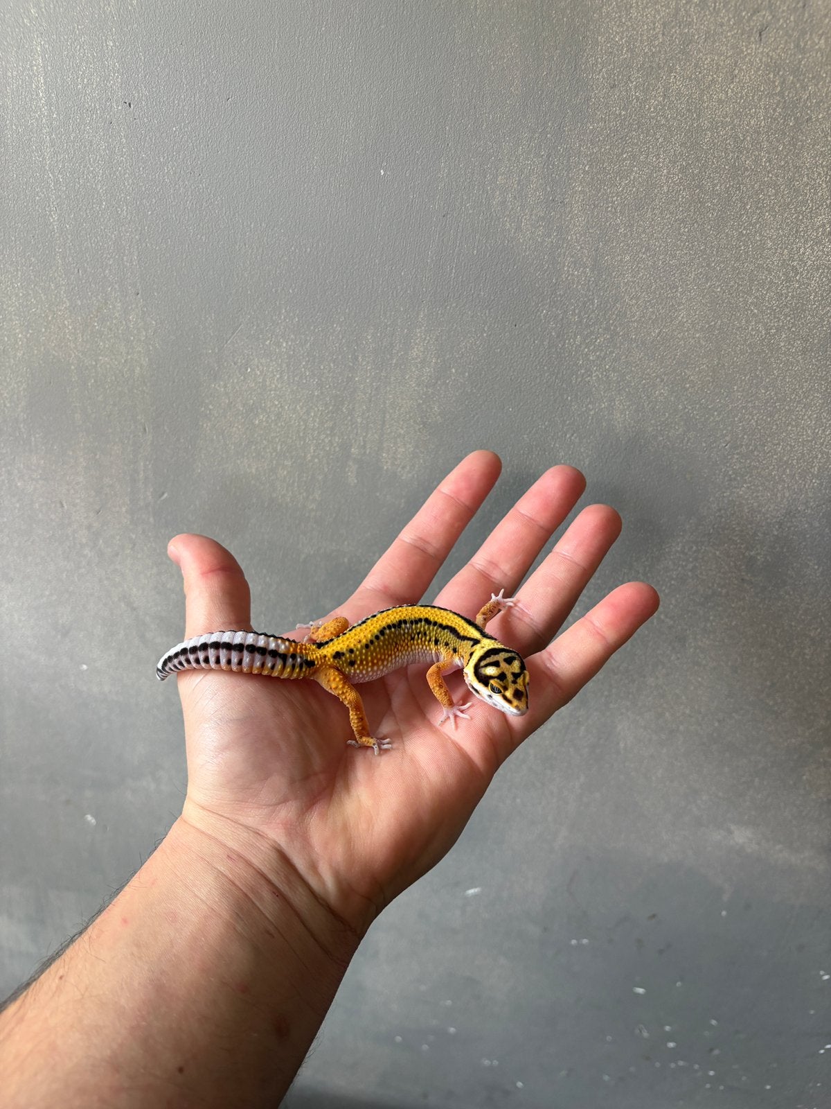 0.1 firebold luipaardgekko, Dieren en Toebehoren, Hagedis, 0 tot 2 jaar