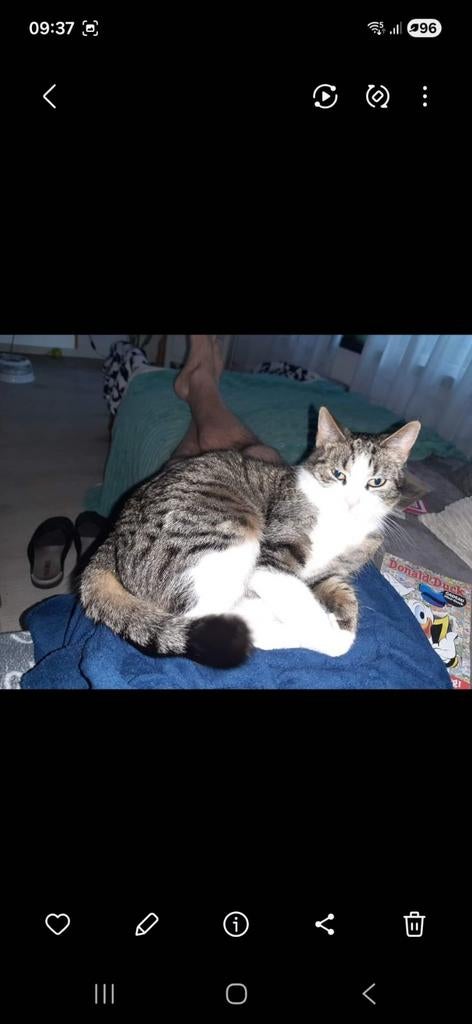 Katten VERMIST