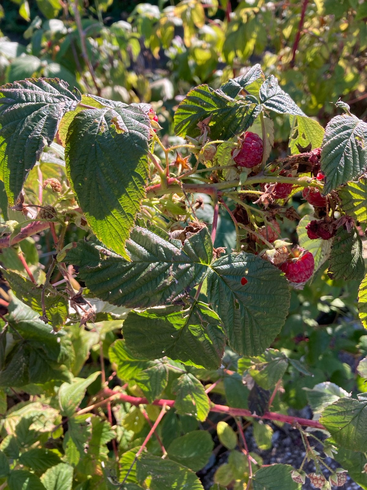 Diverse Tuinplanten: Frambozen, Aalbessen, Citroenmelisse, A, Ophalen, Zomer, Vaste plant, Volle zon