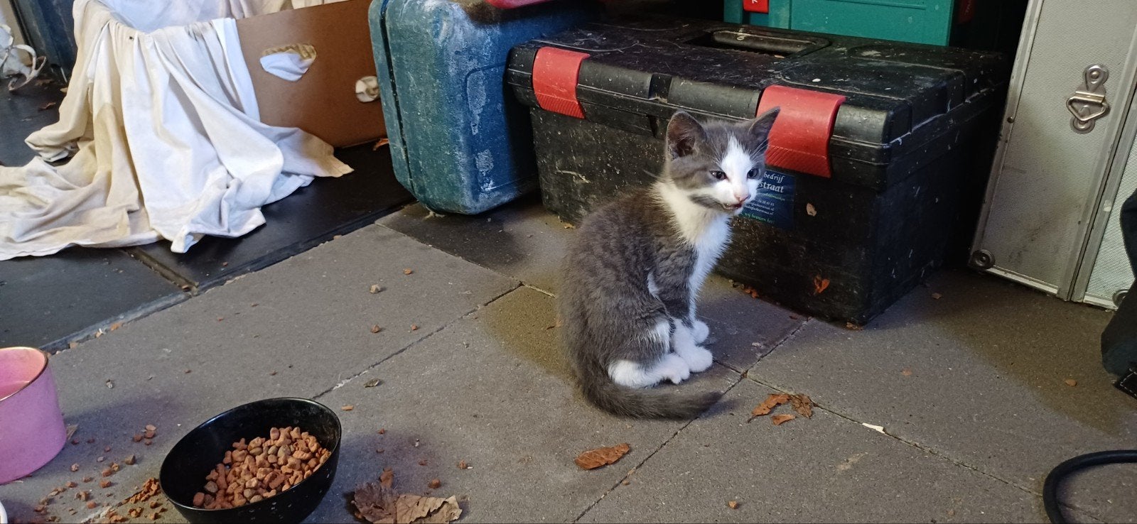 Lief klein katertje!, Dieren en Toebehoren, Katten en Kittens | Overige Katten, Kater