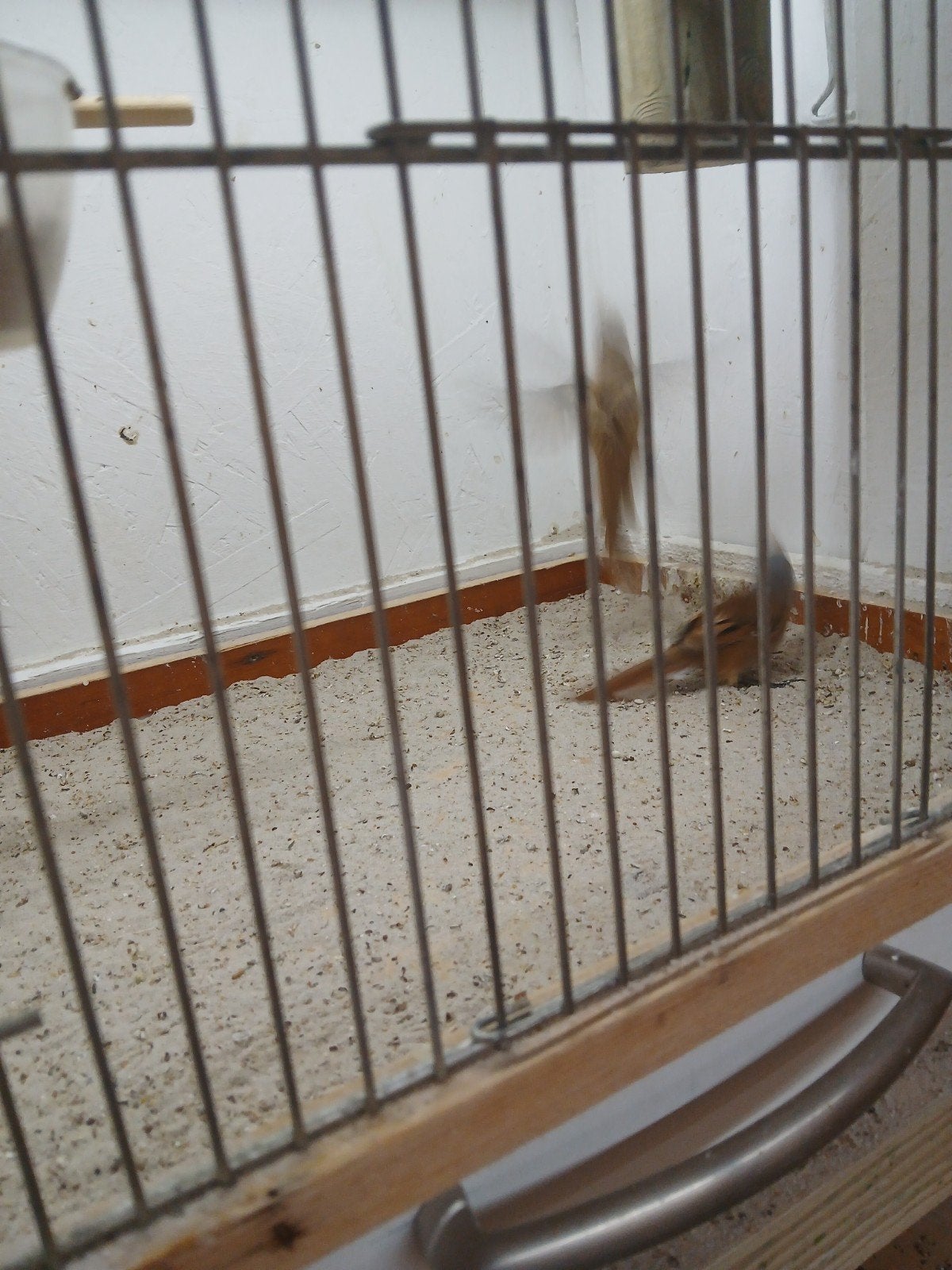 koppel baardman, Meerdere dieren, Wildzangvogel, Geringd
