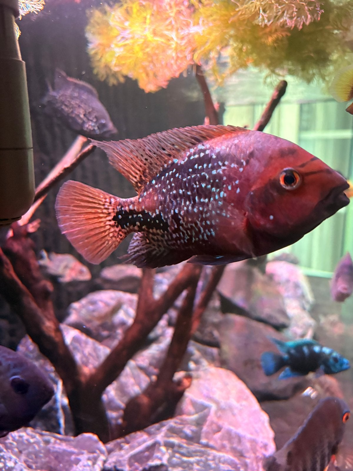 Paraneetroplus synspilus. Midden amerikaanse cichlide, Dieren en Toebehoren, Vissen | Aquariumvissen, Vis