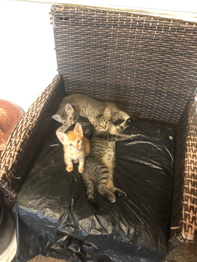 Kittens te koop, Dieren en Toebehoren, Katten en Kittens | Overige Katten, Meerdere dieren, Kortharig, 0 tot 2 jaar