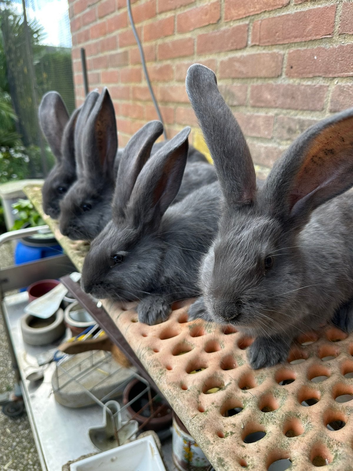 Vlaamse Reuzen Blauw van  topfokker GEËNT!, Dieren en Toebehoren, Meerdere dieren, Groot, 0 tot 2 jaar