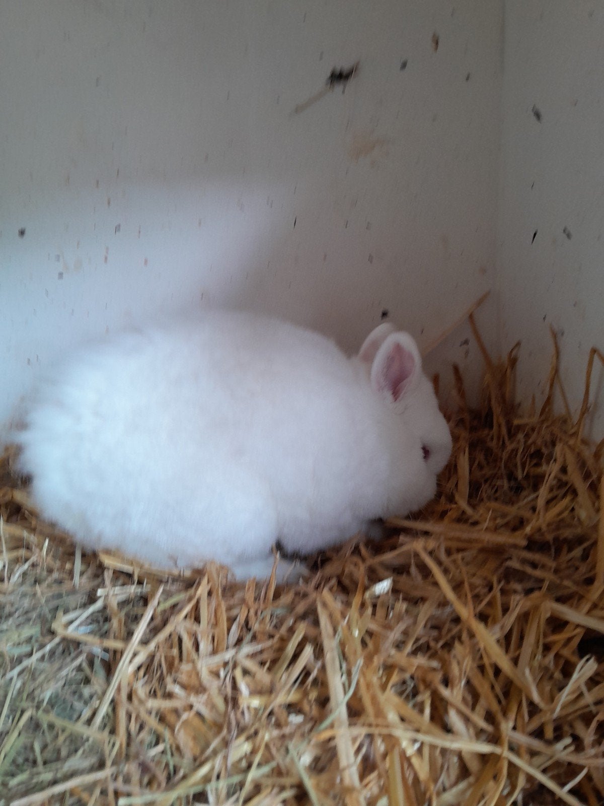 Roodoogpool ram 2024, Dieren en Toebehoren, Konijnen, Mannelijk, Groot
