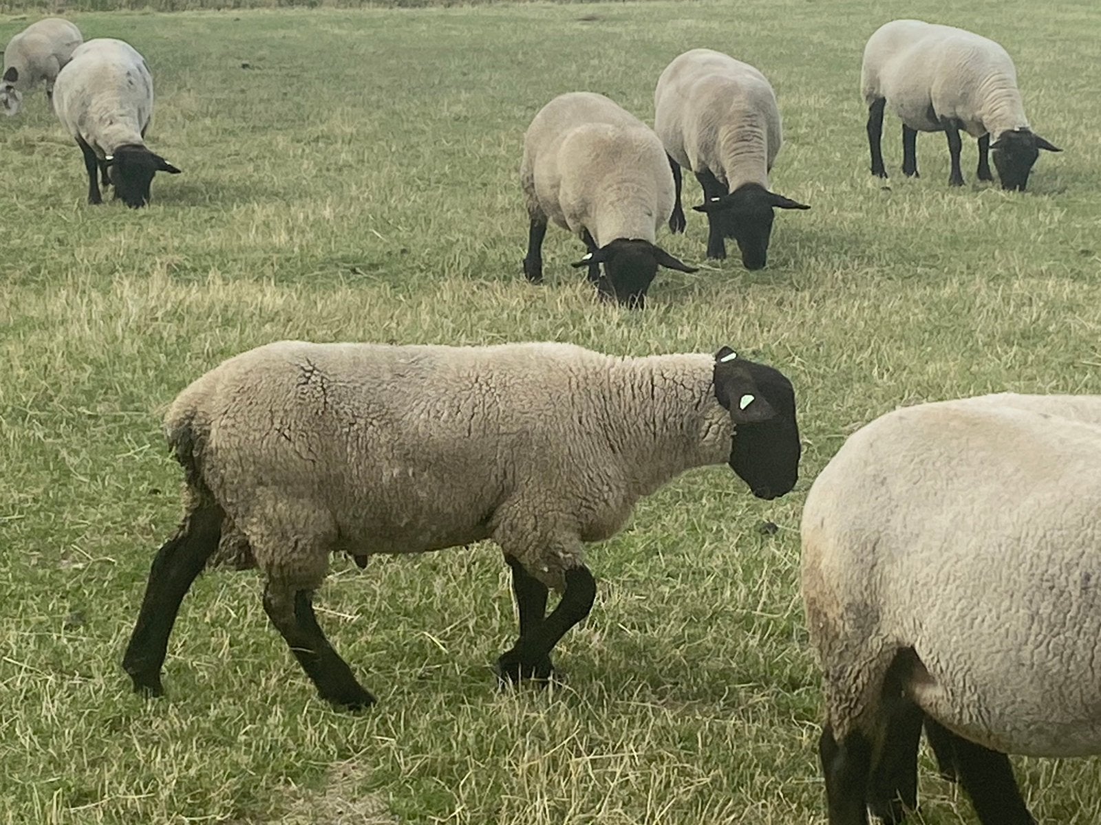 Suffolk ramlammeren, Mannelijk, Schaap