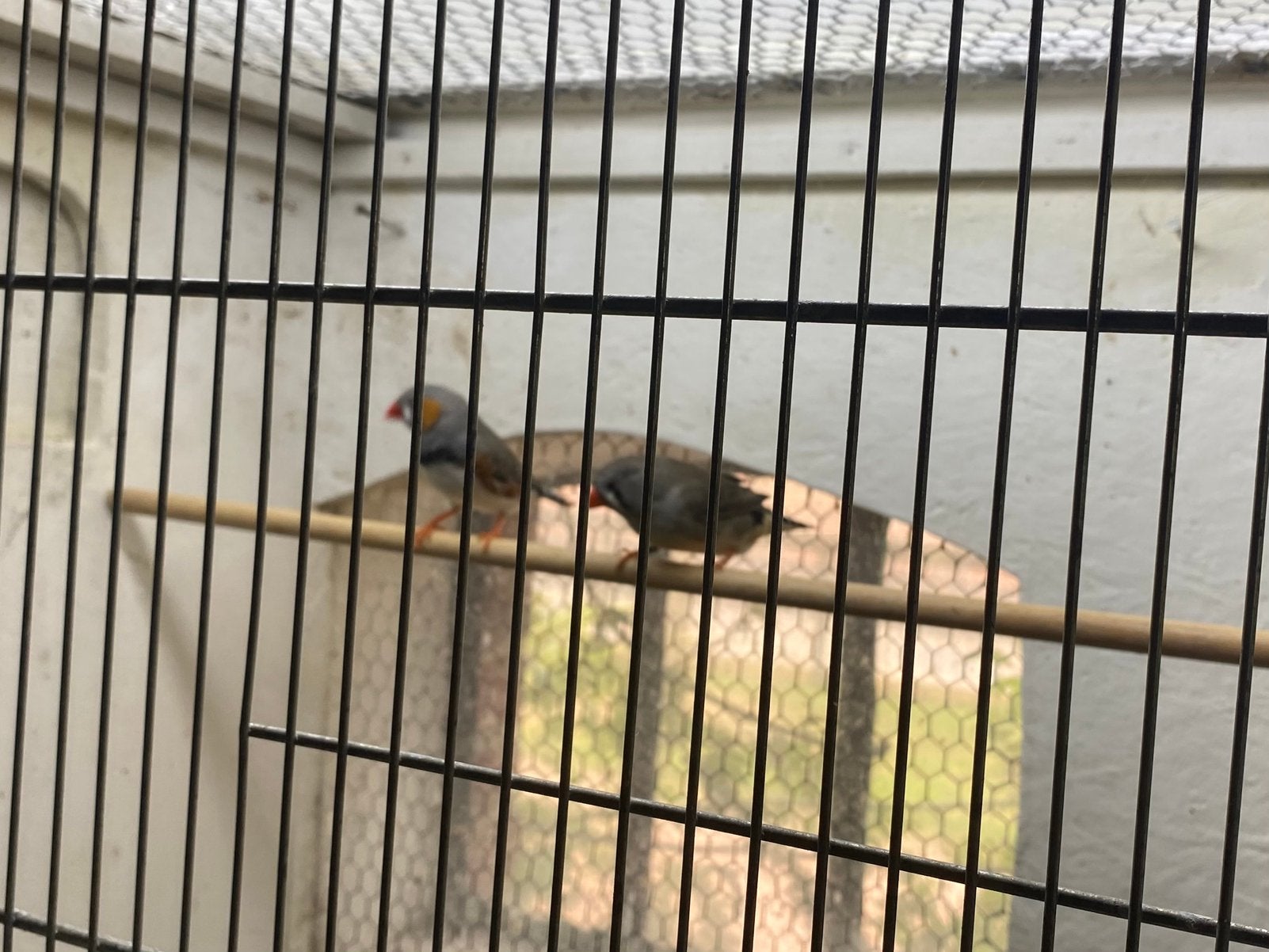Te koop. Span zebravinken, Dieren en Toebehoren, Tropenvogel
