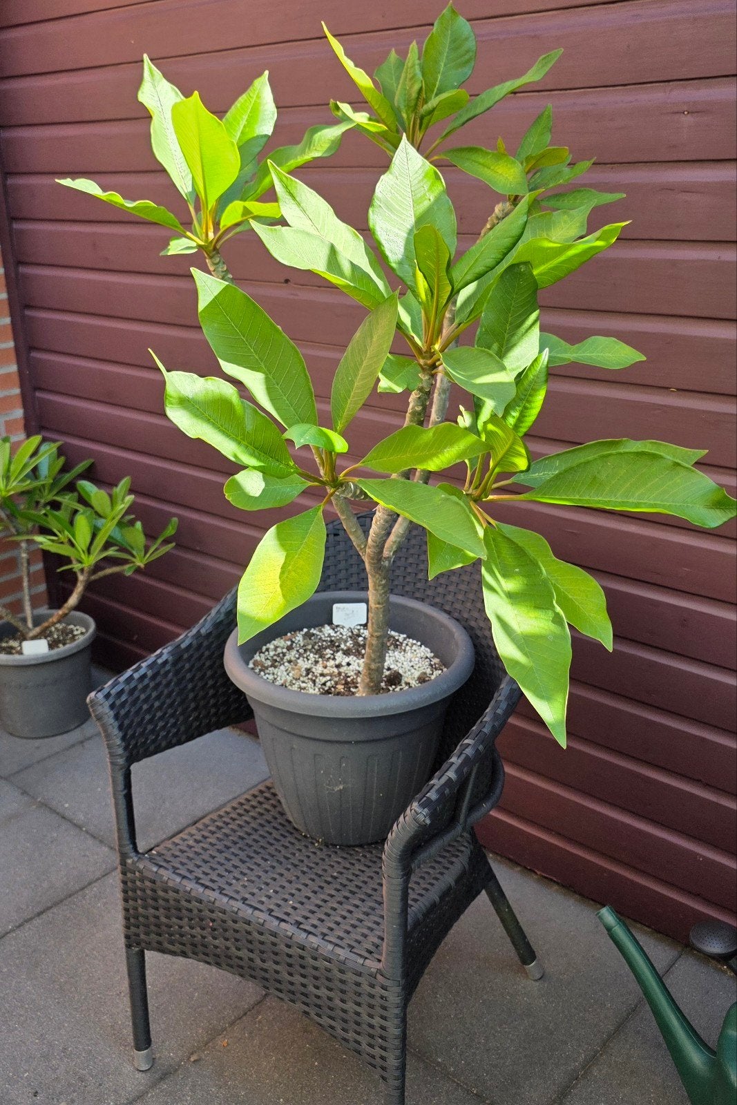 Prachtige Plumeria (Frangipani) - Inca Gold, Volle zon, Vaste plant, Zomer, Ophalen