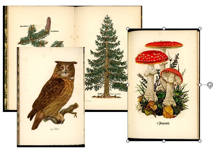3 Antieke Insel-Bücherei Natuurboekjes (Leipzig, ca. 1935), Ophalen of Verzenden, Gelezen, Overige onderwerpen