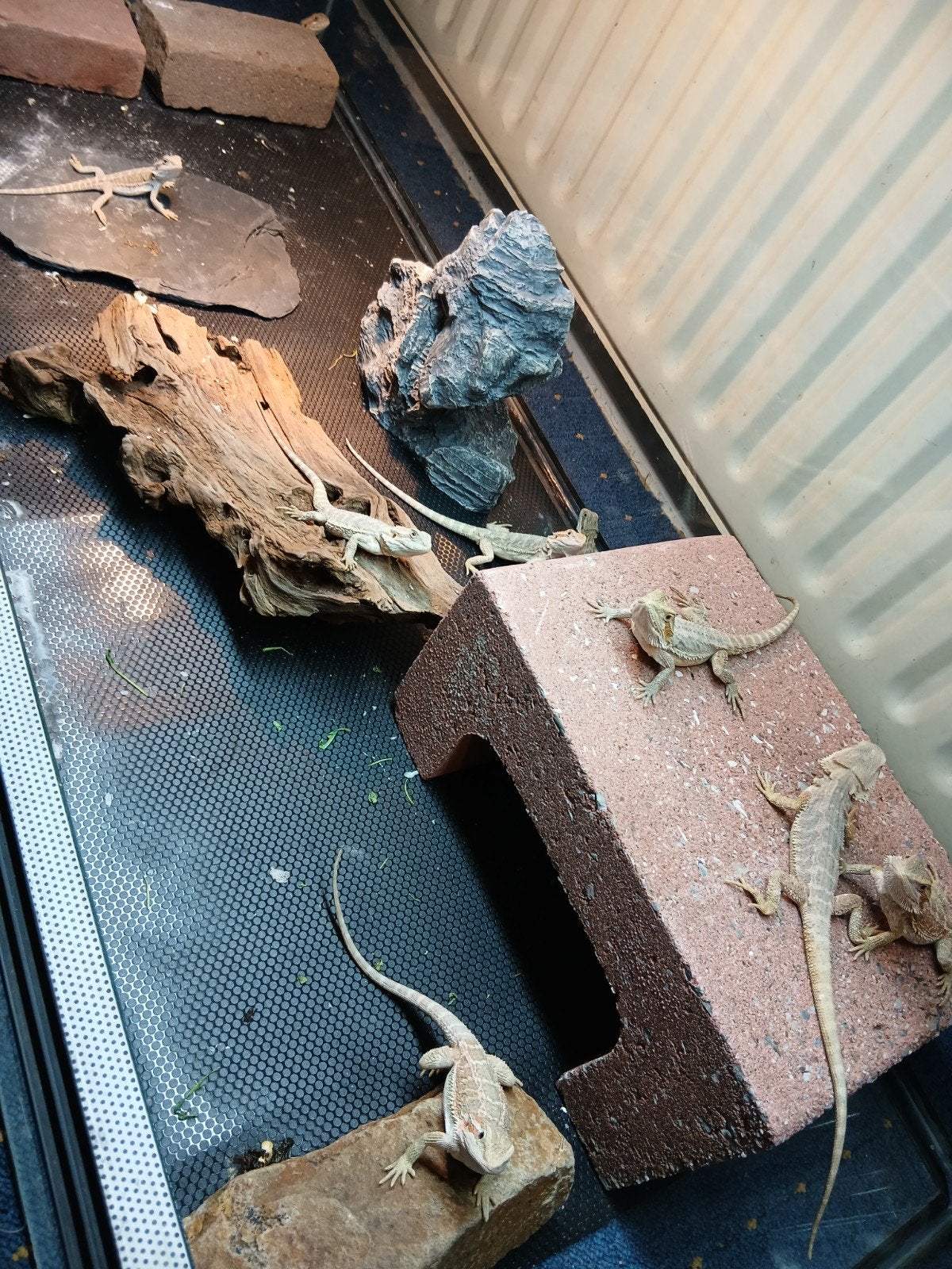 lieve jongen baardagamen te koop 21 april  geboren, Dieren en Toebehoren, Hagedis, Tam, 0 tot 2 jaar