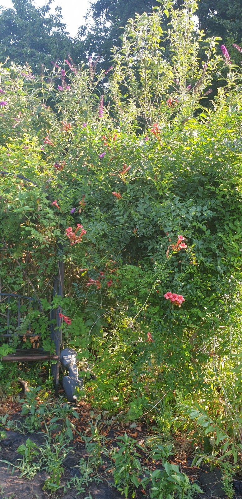 CAMPSIS TROMPETBLOEM, Ophalen of Verzenden, Overige soorten, Minder dan 100 cm