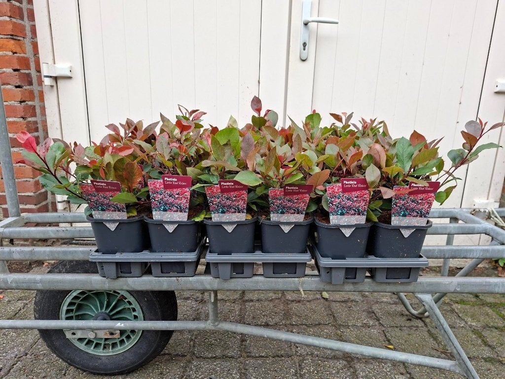 Mooie Photinia 'Little Red Robin' (Glansmispel, haagplant)!, Tuin en Terras, Planten | Struiken en Hagen, Ophalen, Overige soorten