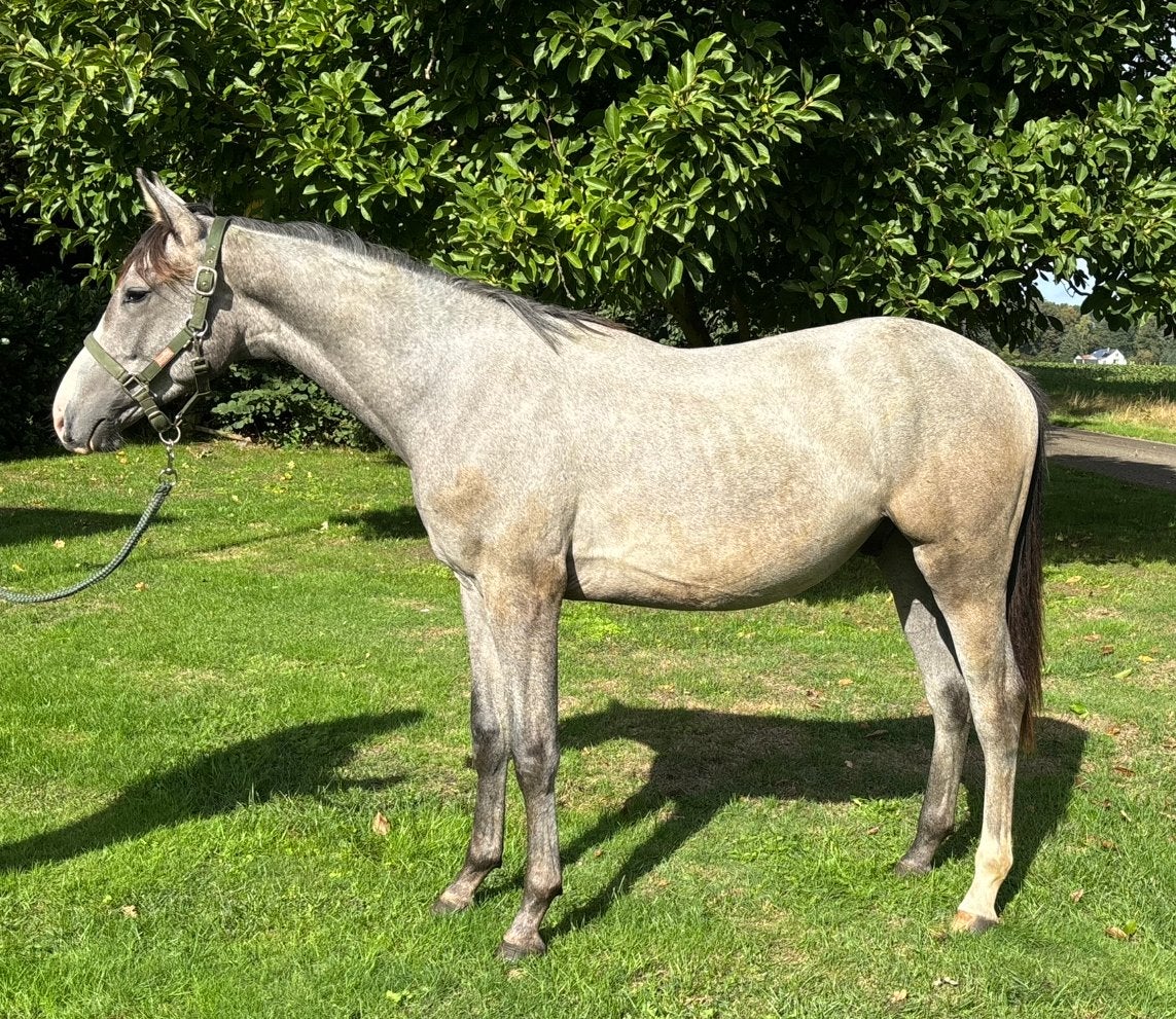 Mooie jaarling hengst schimmel, Springpaard, Minder dan 160 cm, Met stamboom, Niet van toepassing