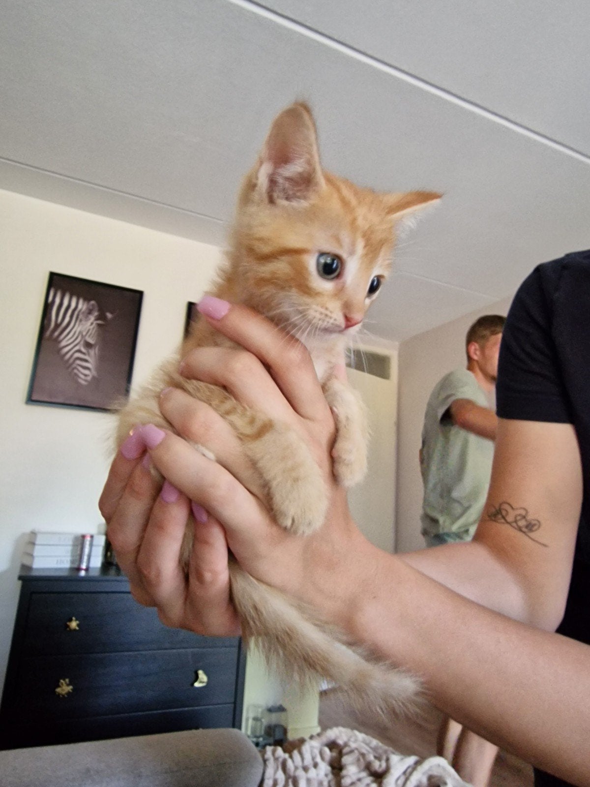 Rood katertje, Kater, Ontwormd