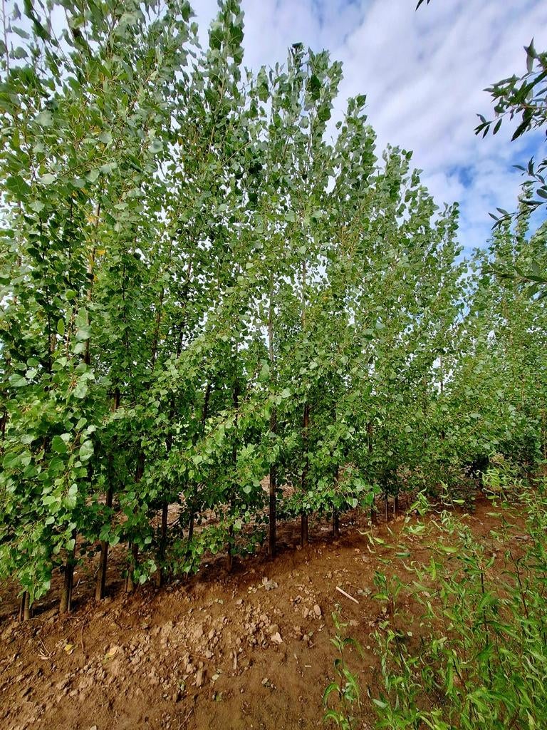 Populier Robusta (Populus canadensis 'Robusta')🌿, Tuin en Terras, Planten | Bomen, Ophalen